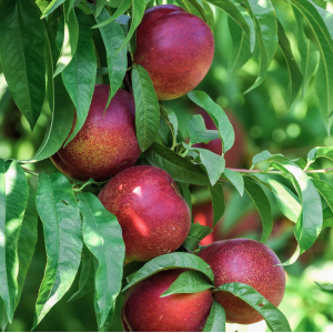 Nektárinka (Prunus nucipersica) ´BIG TOP´ - stredne skorá, výška 150-180 cm, obvod kmeňa 4/6 cm, kont. C10L